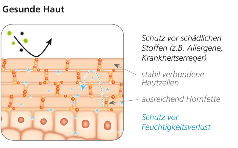 Grafik zeigt den Aufbau gesunder Haut ohne Neurodermitis.